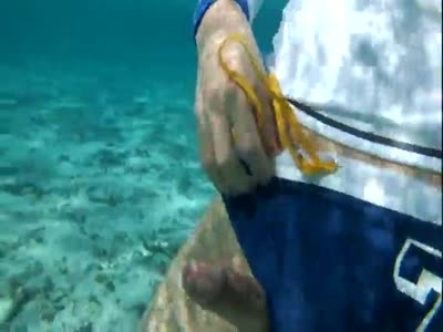 潛水餵魚吃精液